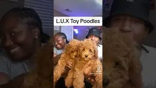 L.U.X Toy Poodles