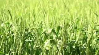 Green Field | Stock Footage - Videohive