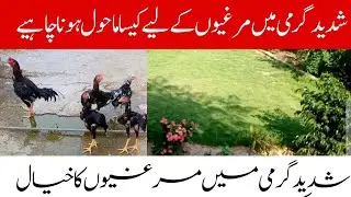 How to care your hen / chicken in summer hot weather || With Mr. R
