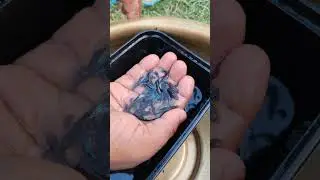 Offer Offer Offer 😱 Purple berry guppy #guppyfishmalayalam #guppy