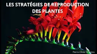 DIRECT Les stratégies de reproduction des plantes - CHANGEMENT DE SEXE, une question de survie