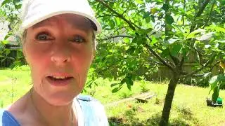 Fruit tree guild planting day 2