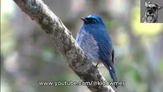 The gorgeous INDIGO FLYCATCHER, Borneo
