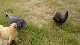 Estate Sale Haul Interrupted by Chickens & Guinea Fowl