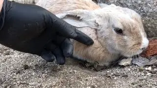 I hit the button that melts the rabbit.