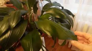 #комнатныецветы