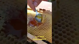 Ladik balı. 950 m rakım. #beekeeper #honey #anaarı #arı
