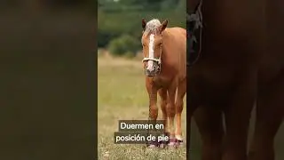 5 curiosidades sobre caballos que no sabías hace 20 segundos #shorts #short #caballos