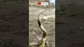 #nag