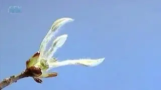 Bud. Development of escape from the kidney, branching