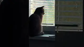 Этот мир абсолютно понятен