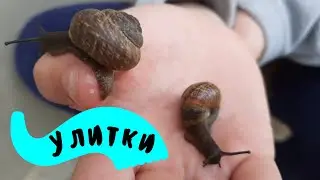 Улитки на даче  🐌 🐌 🐌