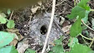 Yellowjackets Stung Homeowner & Risk To Tree Removal Project