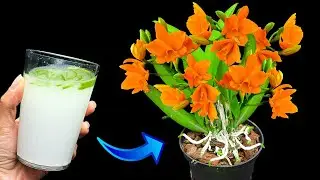 Just water a little! Suddenly the orchid had 500 branches and bloomed from summer to winter