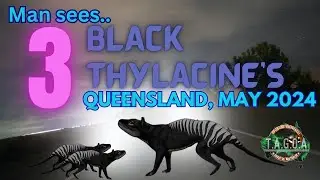 Black Thylacine sighting with 2 x Joeys, Clermont, Queensland May 2024, with Frank.