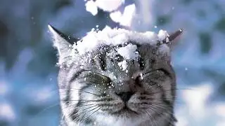 Трейлер 