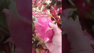 Dragon Fruit Lovers Only