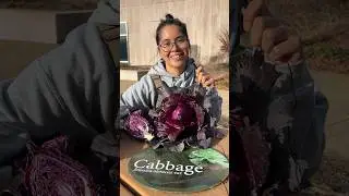 It’s National Cabbage Day! 🥬 #Horticulture #BotanicalGarden