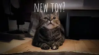 Juniper got a new toy