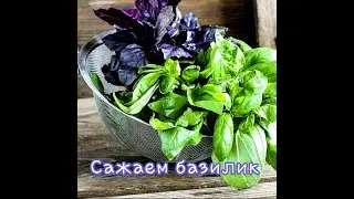 Ошибки при посадке базилика.Сажаем базилик.