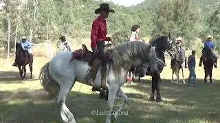 #Caballos Bailadores de #Mirandilla