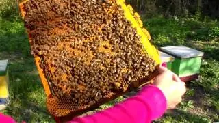 Злобливая УС и женщина пчеловод- совместимо на пасеке?