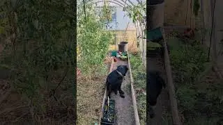 Томат который всем нравиться!