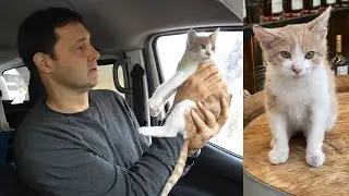 Homeless Kitten Choco in a new home!