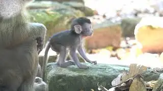 Small boy nearly momy 🐒 😅☺️ #shortsvideo