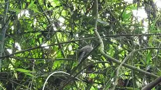 Speckle breasted Wren - Pheugopedius sclateri - Cucarachero Barrado