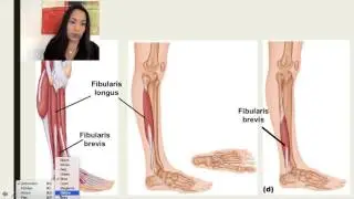 3. Lateral Compartment of the Leg