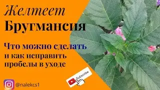 Желтеет бругмансия  Что можно сделать