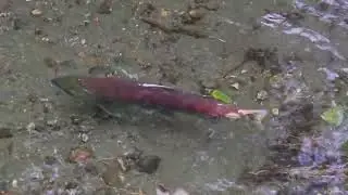 Spawning Sockeye   HD 1080p