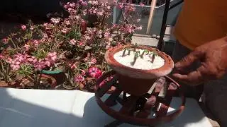 Complete Guide to germinate adenium seeds when to remove the plastic bag