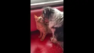 Котенок и щенок