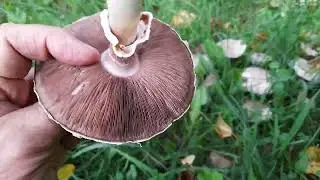 Странные шампиньоны.