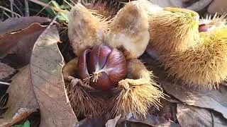 Picking wild chestnuts or Castagne 🇮🇹