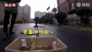 因疫情不能出门小姐姐遥控小车去超市买馒头 半路险些被狗子“打劫”