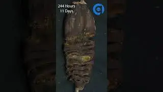 30 Days Banana Twin Timelapse #Shorts