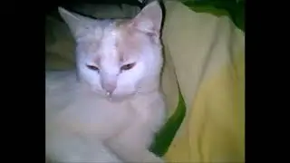 Наэлектризованный Белый Котик/Играем с бусинками/Кот магнит