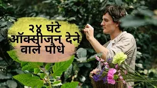 २४ घंटे ऑक्सीजन देने वाले पौधे  / 24 GHANTE OXYGEN DENE WALE PAUDHE