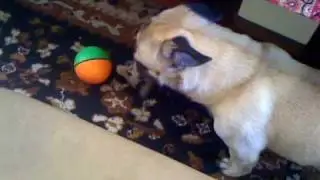 Bugsy