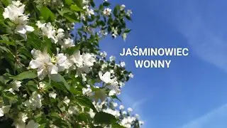 Jaśminowiec wonny - przepis na wino i nalewkę