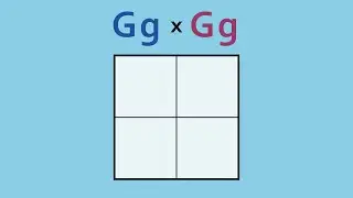 How to Complete a Punnett Square- Monohybrid Cross