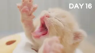 Baby Kitten Yawns - Day 16 @ Baby Kittens Day 1 to Day 100 Lucky Pawison Vlogs