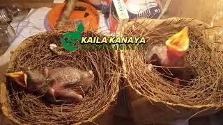 Tutorial Cara Beternak Burung BEO Berasil Sukses menghasilkan banyak anakan