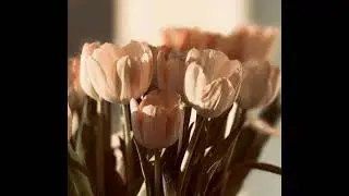 Красивое чтение Корана . Маша АЛЛАХ .Абу Бакр шатри