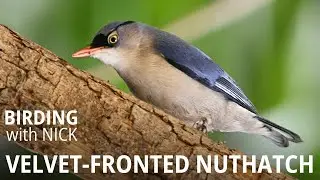 Velvet-fronted Nuthatch Worm Feast