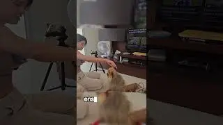 O segredo para ter um cão educado! #pets #adestramentodecachorro #spitzalemao