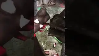 Внучка затирает деду по поводу холодца